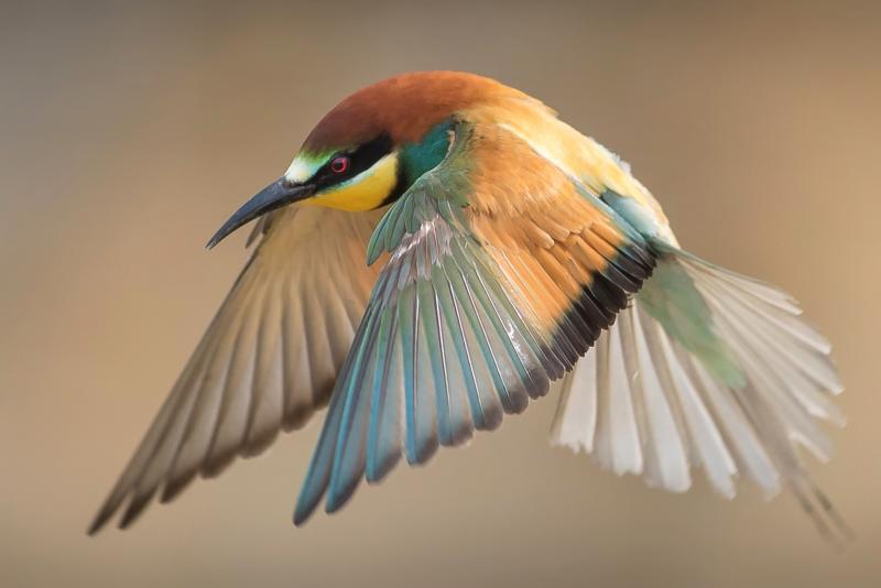 Exposition A Vol D Oiseaux Mediatheque Ville Des Ponts De Ce