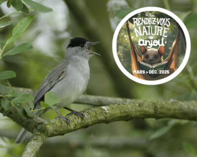 RDV nature | Chants d'oiseaux